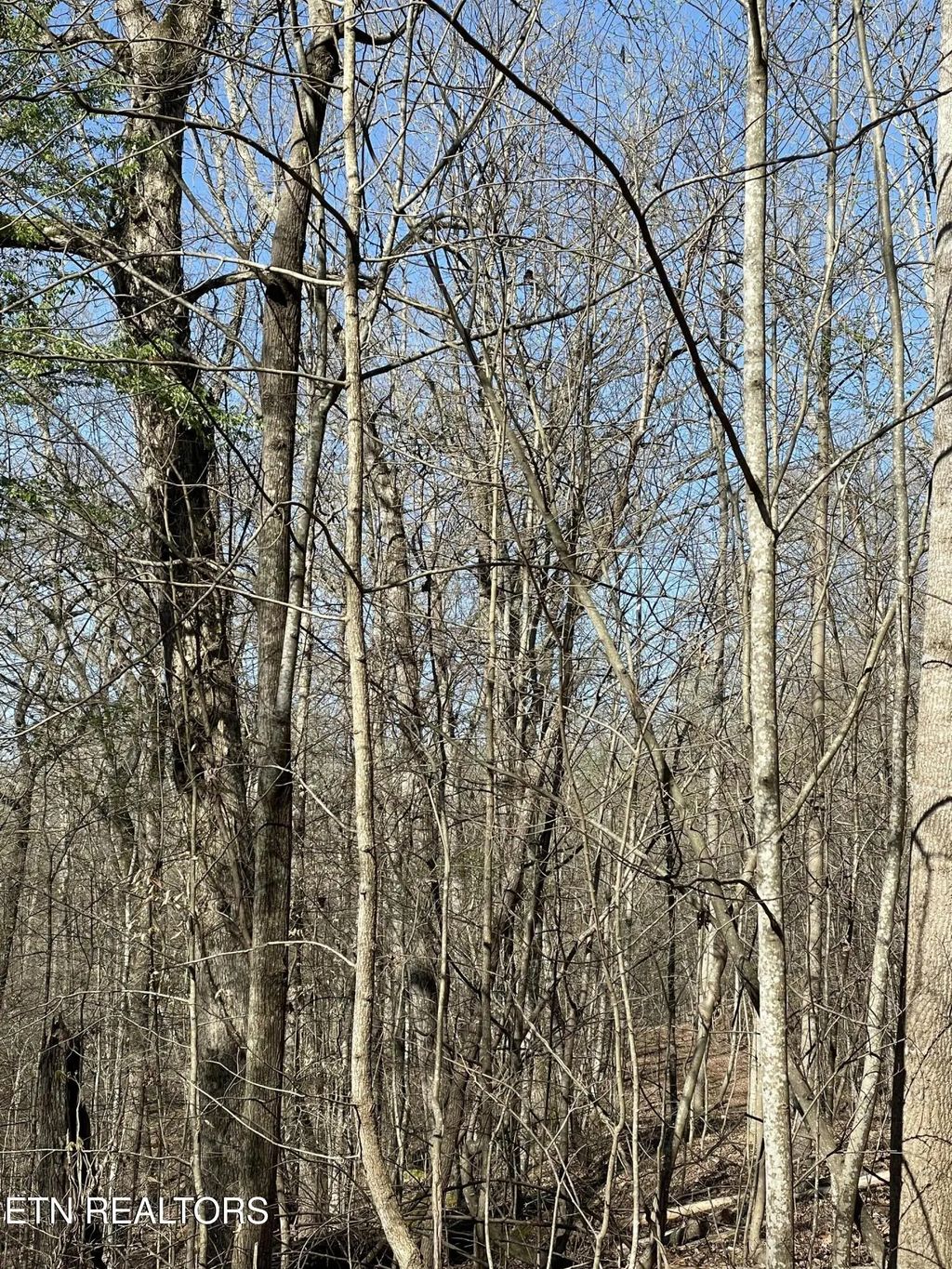 N Center Ridge Place, Baneberry