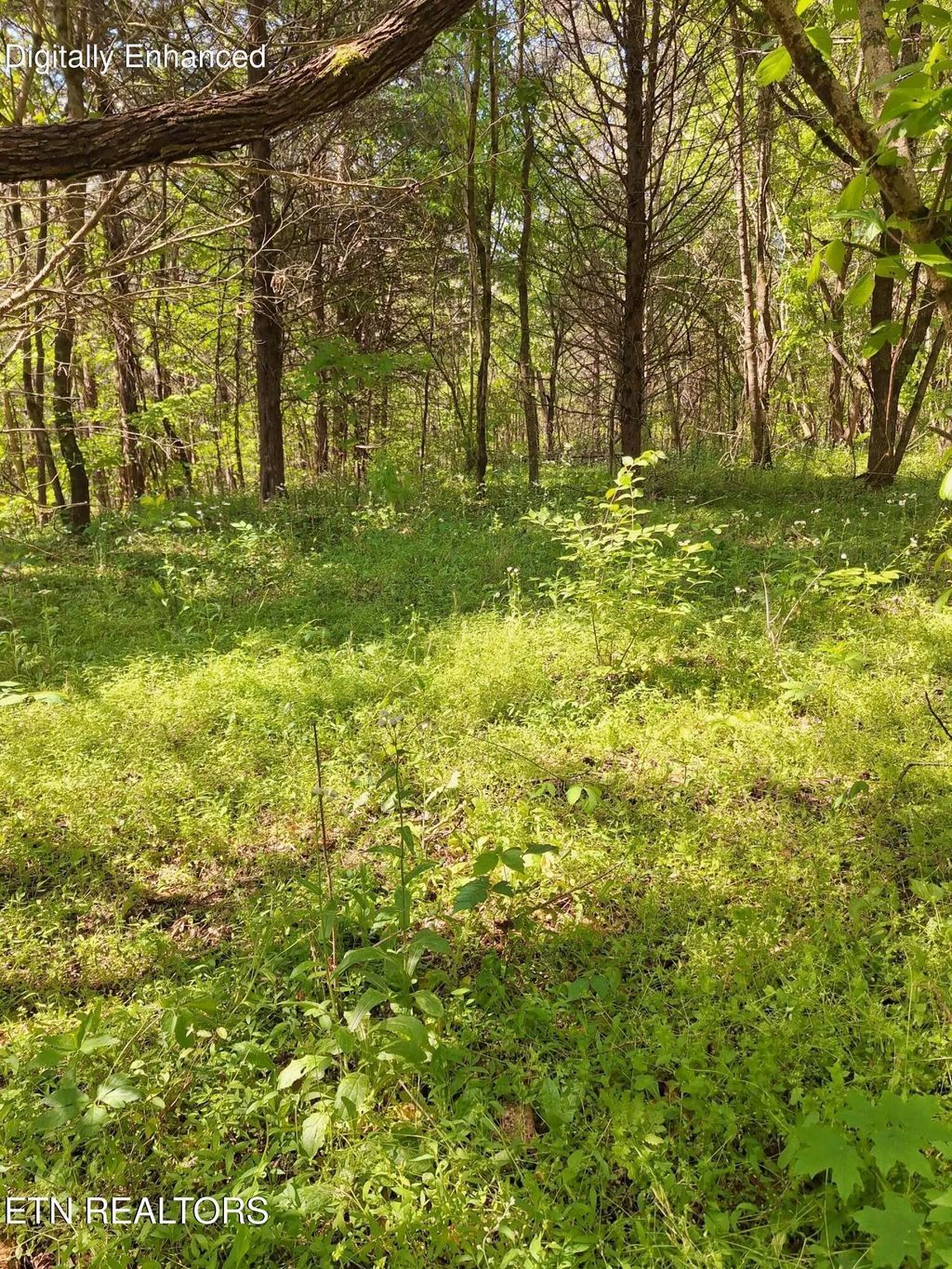 Payne Rd, Tellico Plains