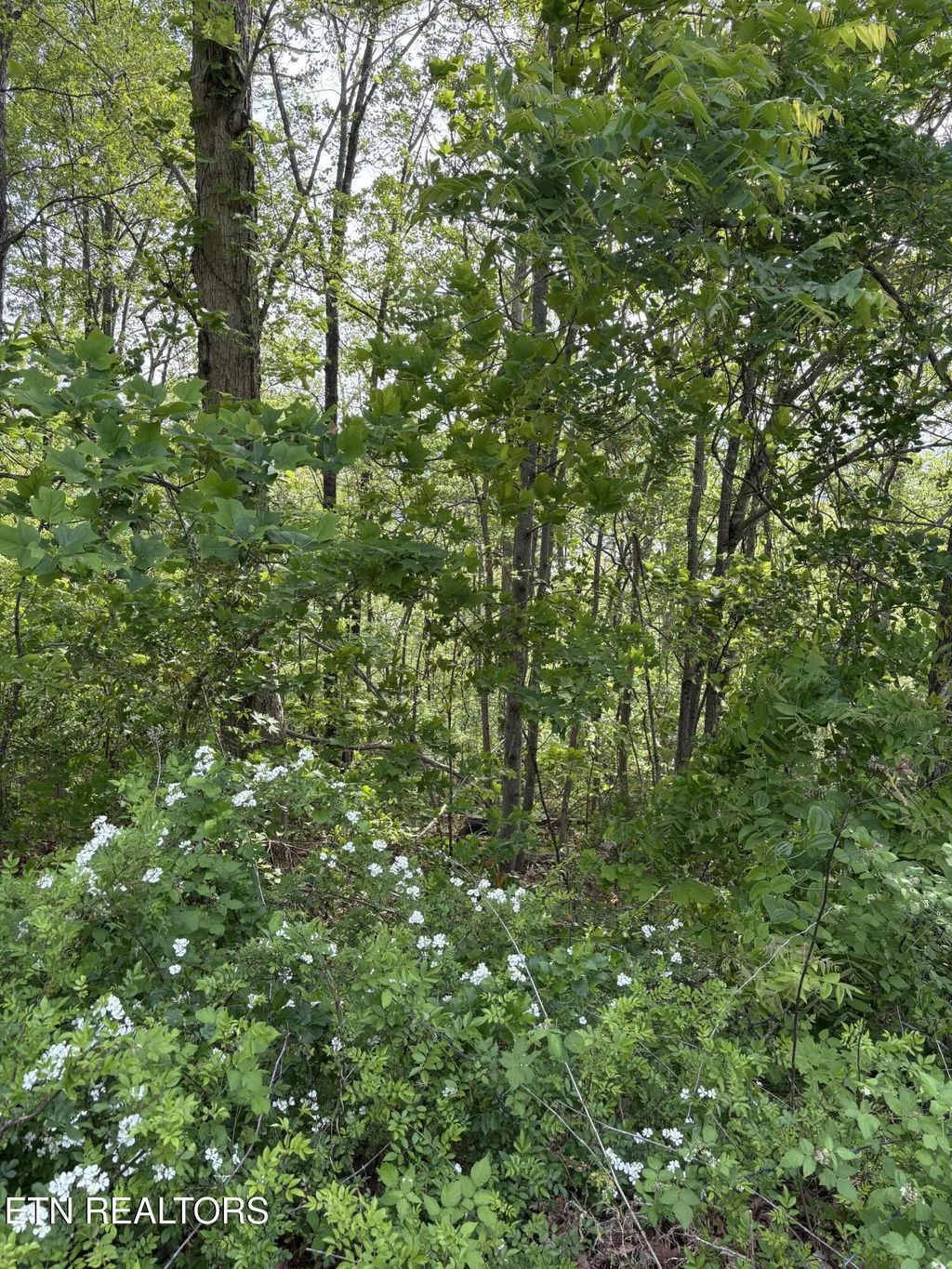 Lot 168 Saddleridge Drive, Speedwell