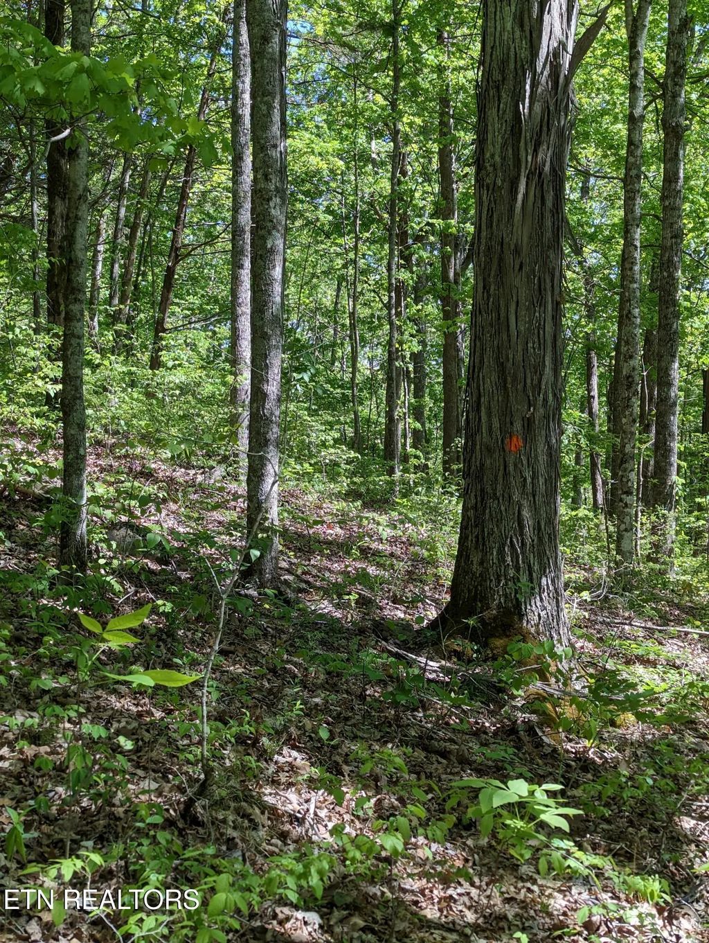 Cherokee Path, Jamestown