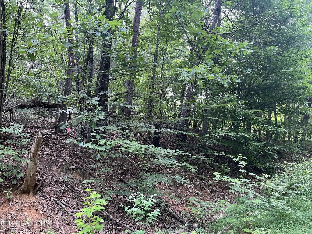 3278 Hillside Rd, White Pine
