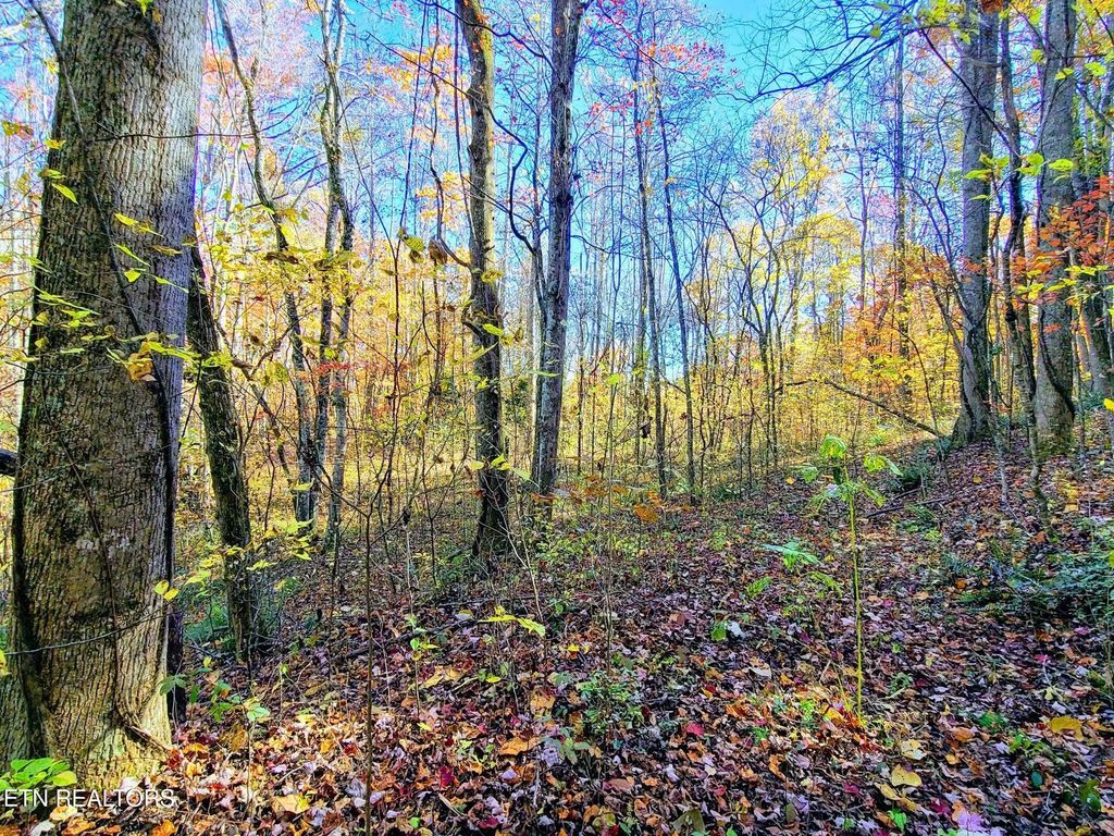 Vowell Mountain Lane, Rocky Top