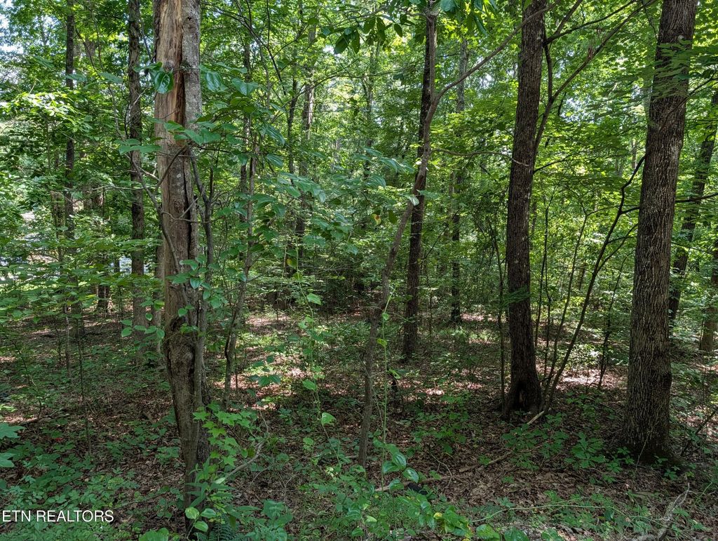 White St 31, Rockwood