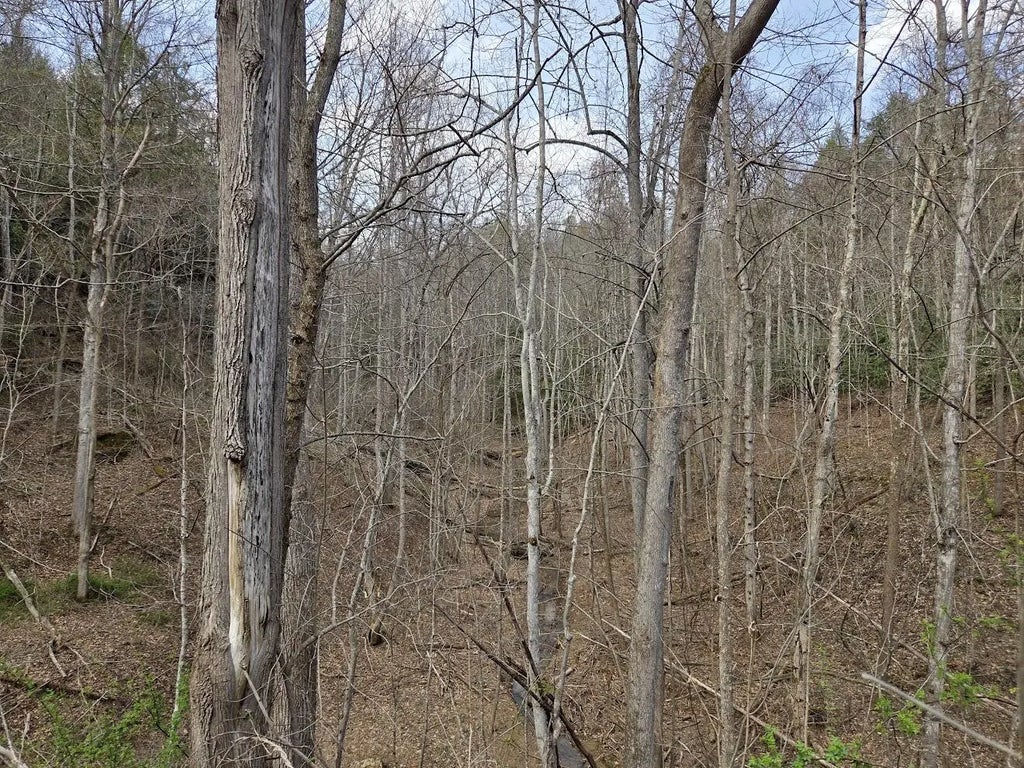 Map: 105-80-00-039.00 D Street, Louisa