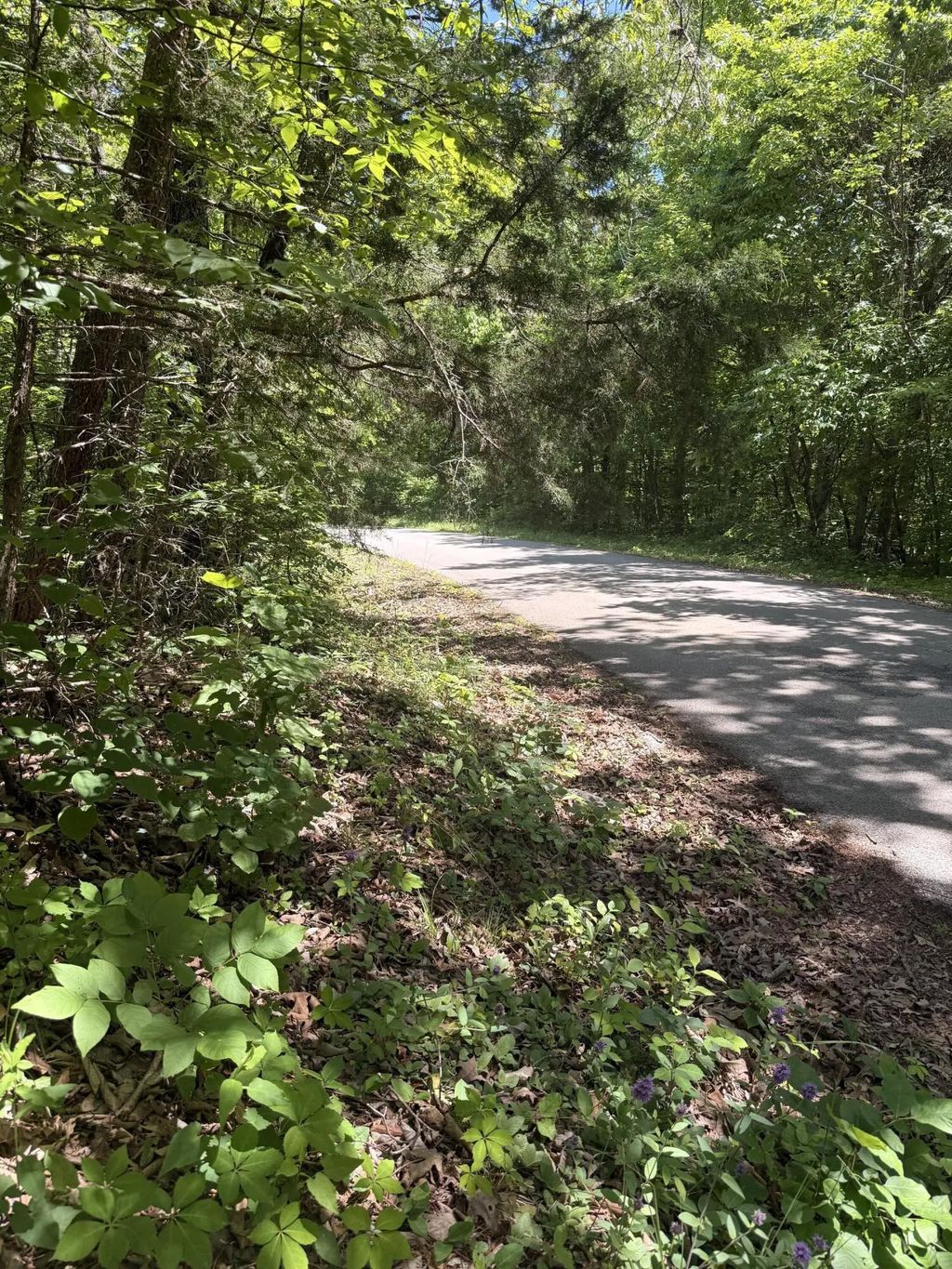 5 Acres  Pine Tree  Circle, Nancy