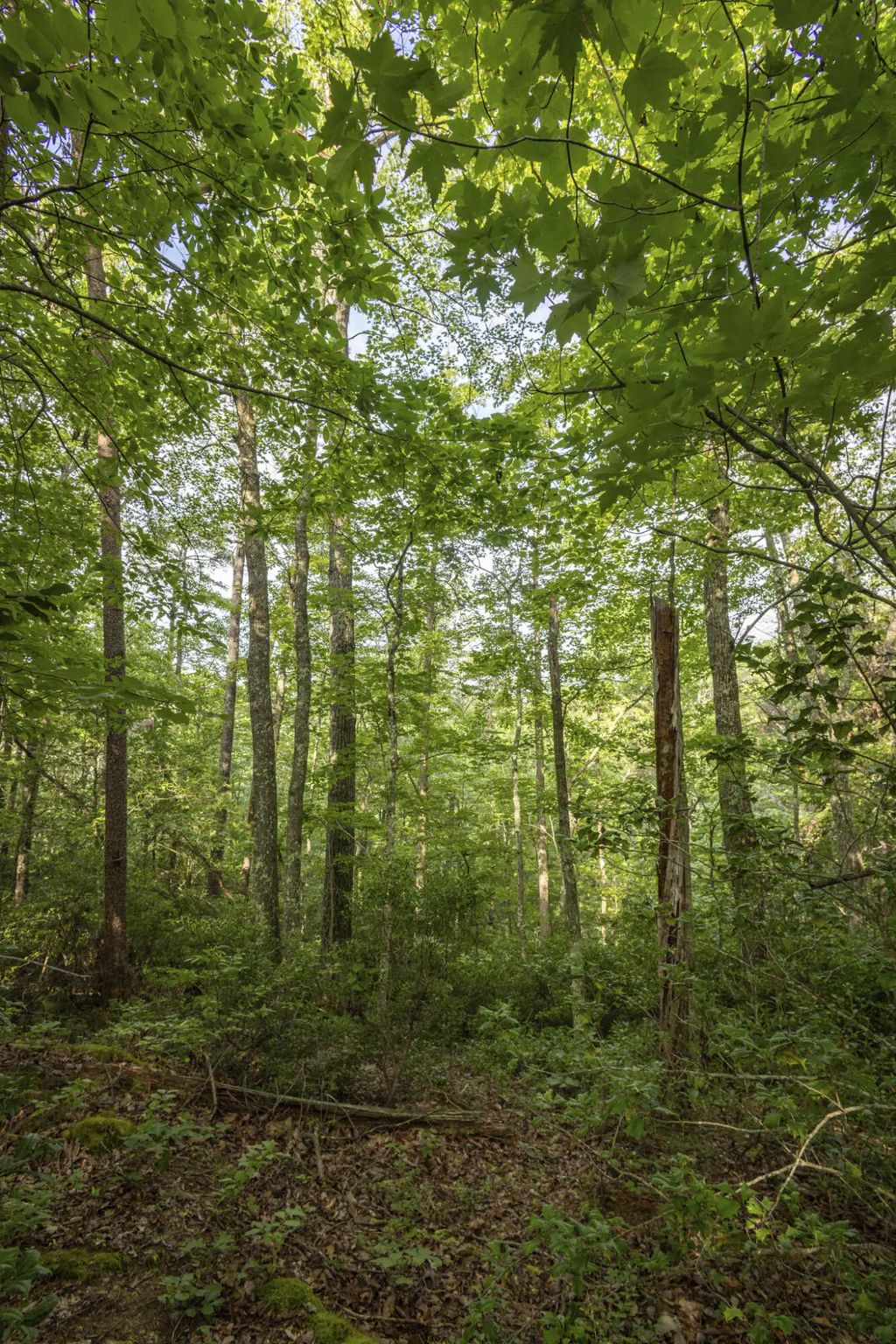 Lot 116-120 Highland Heights, Zoe