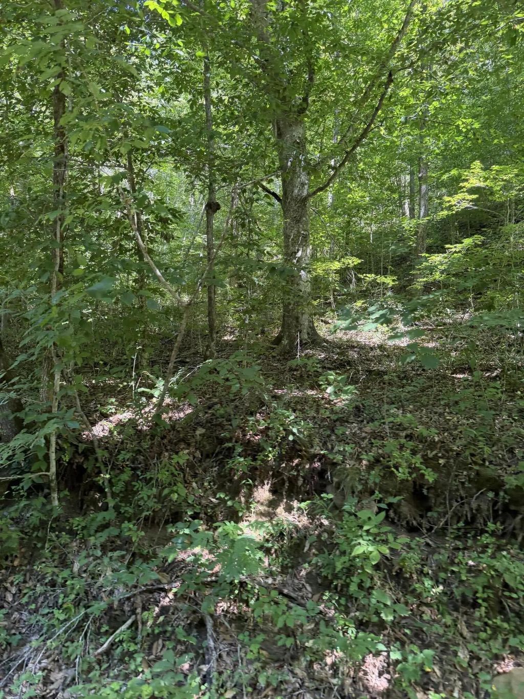 370 Roaring Fork Road, Walker