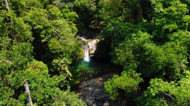 Primary Forest Land, Dominical