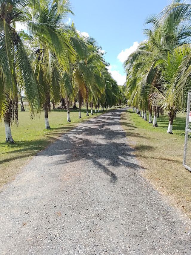 Unique Property Aviator Special, Golfito