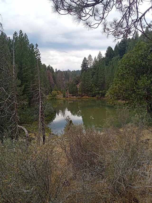 Sugar Pine, Foresthill