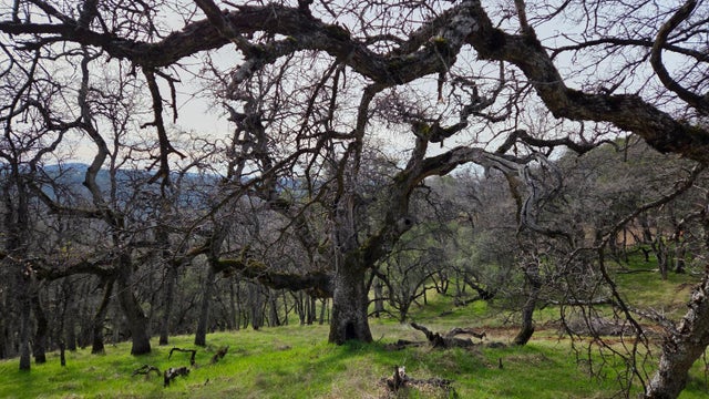Palace Lane, Placerville