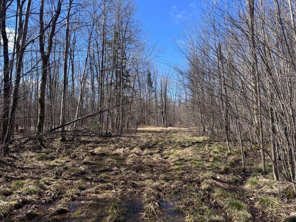 Lt1 Wood Creek, Rib Lake