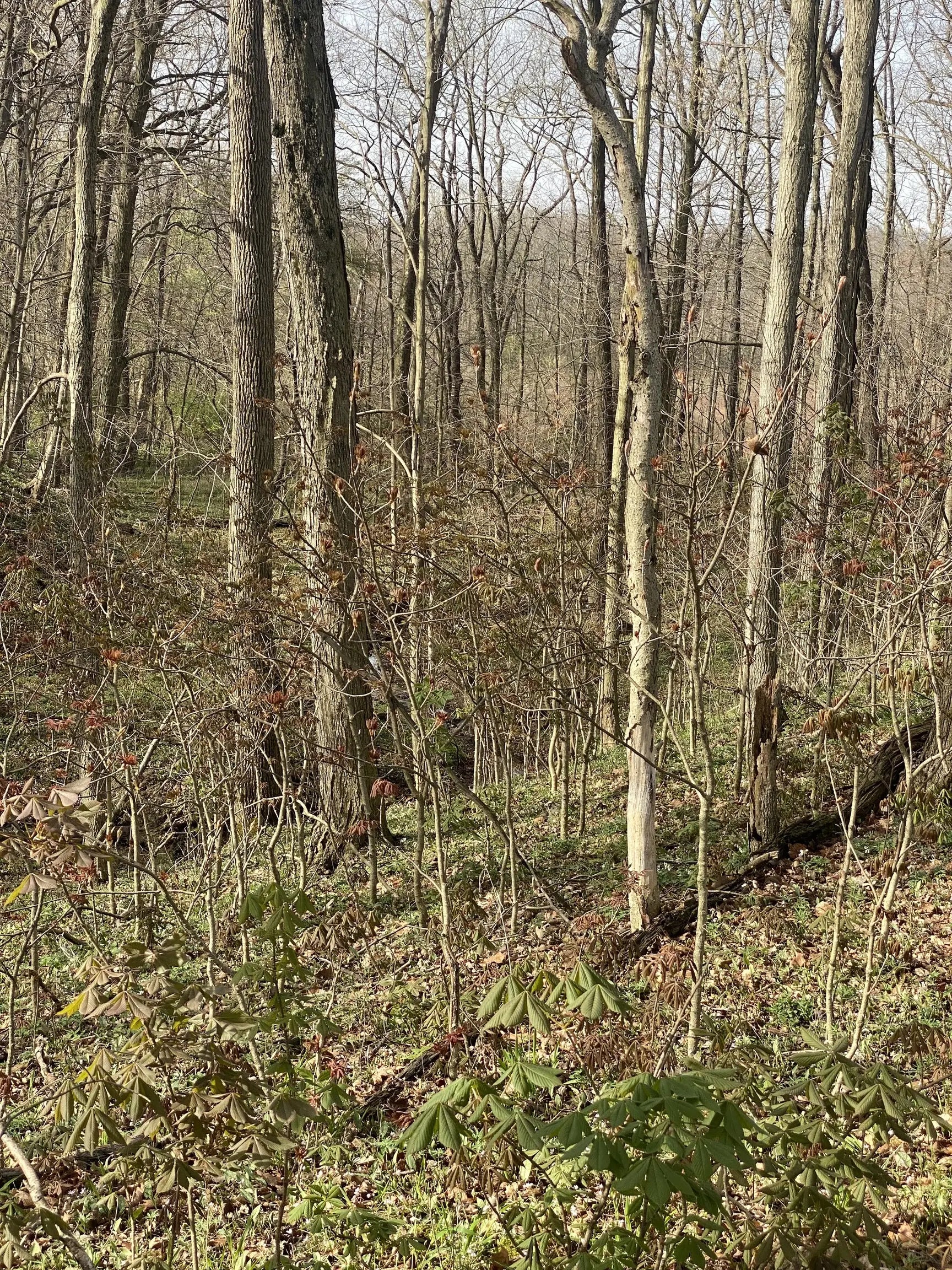 Photo of E 100 Road S Crawfordsville, IN 47933