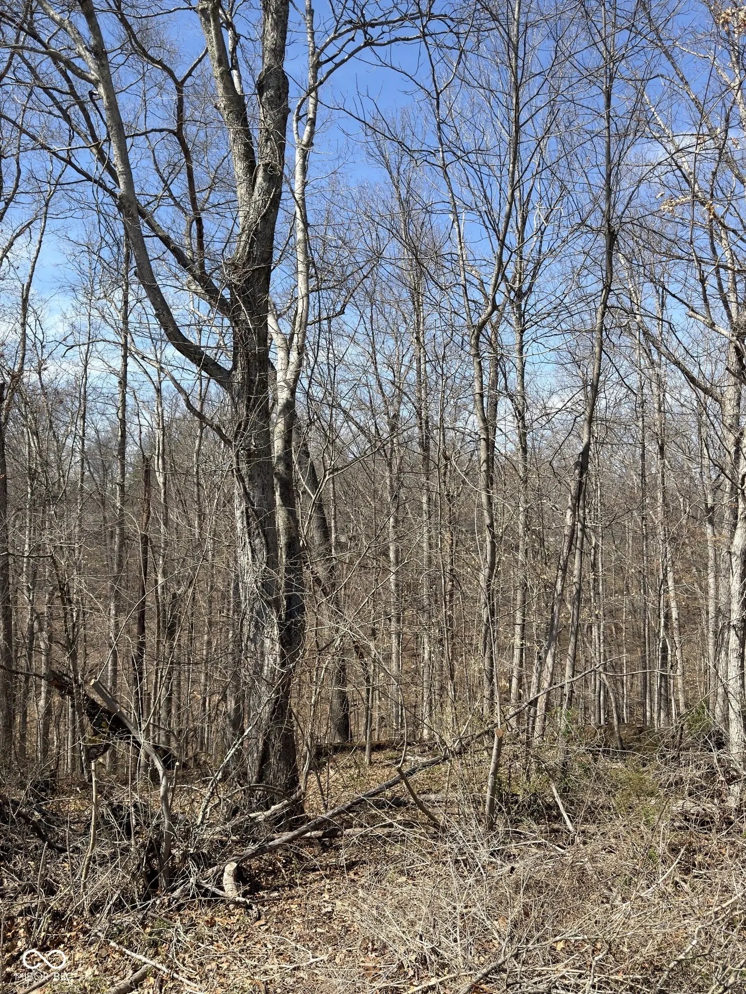 Treetop Lane, Nashville
