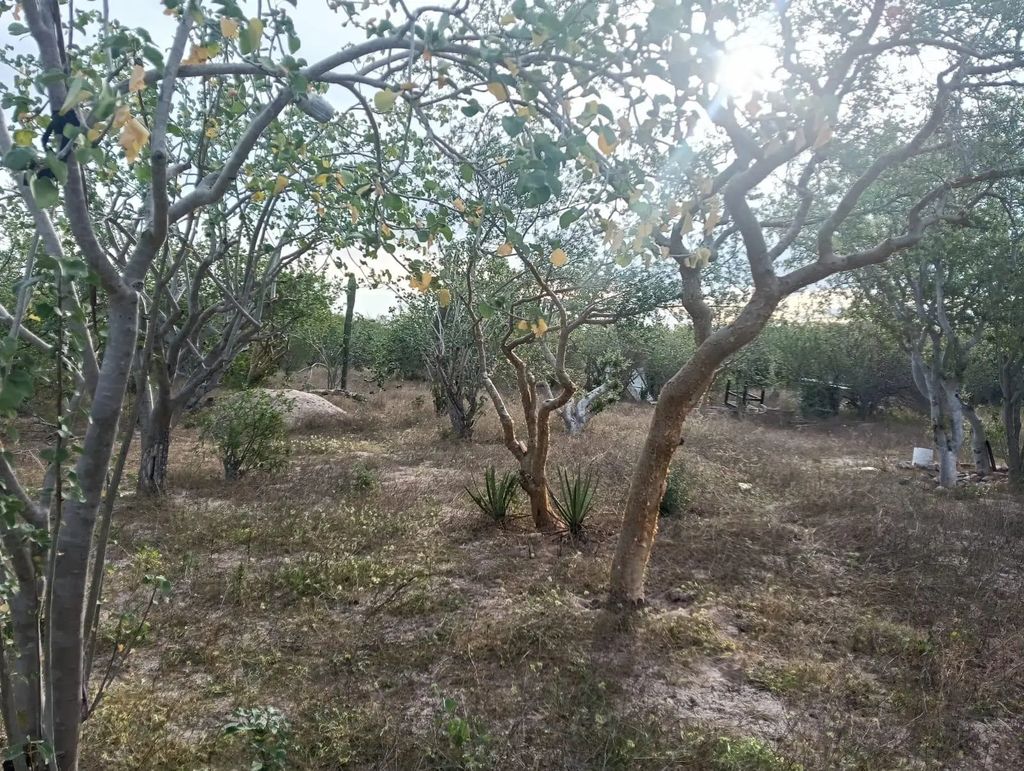 Torote Lot, La Paz