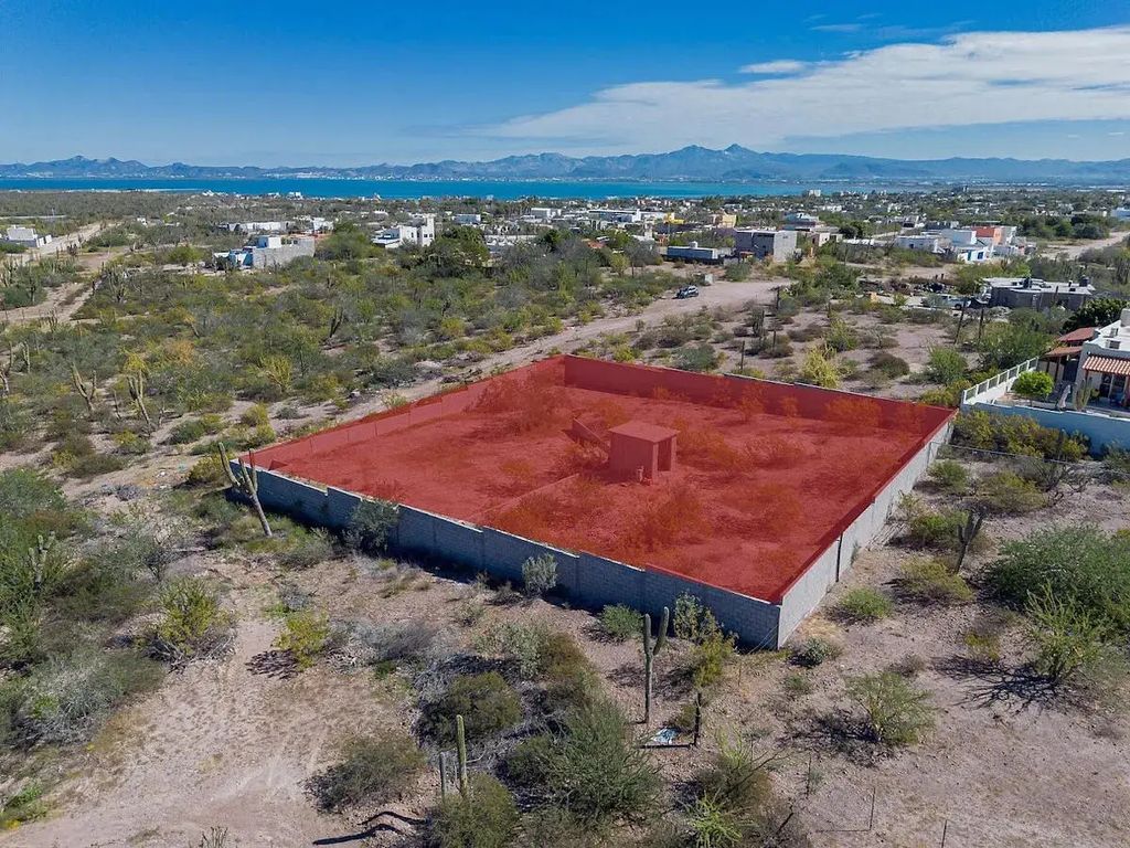 Palo Amarillo Centenario Lot Cactus, La Paz