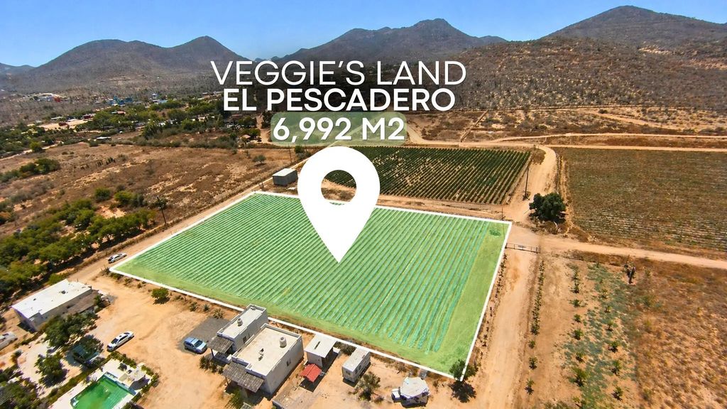Veggie’s Land, Pacific