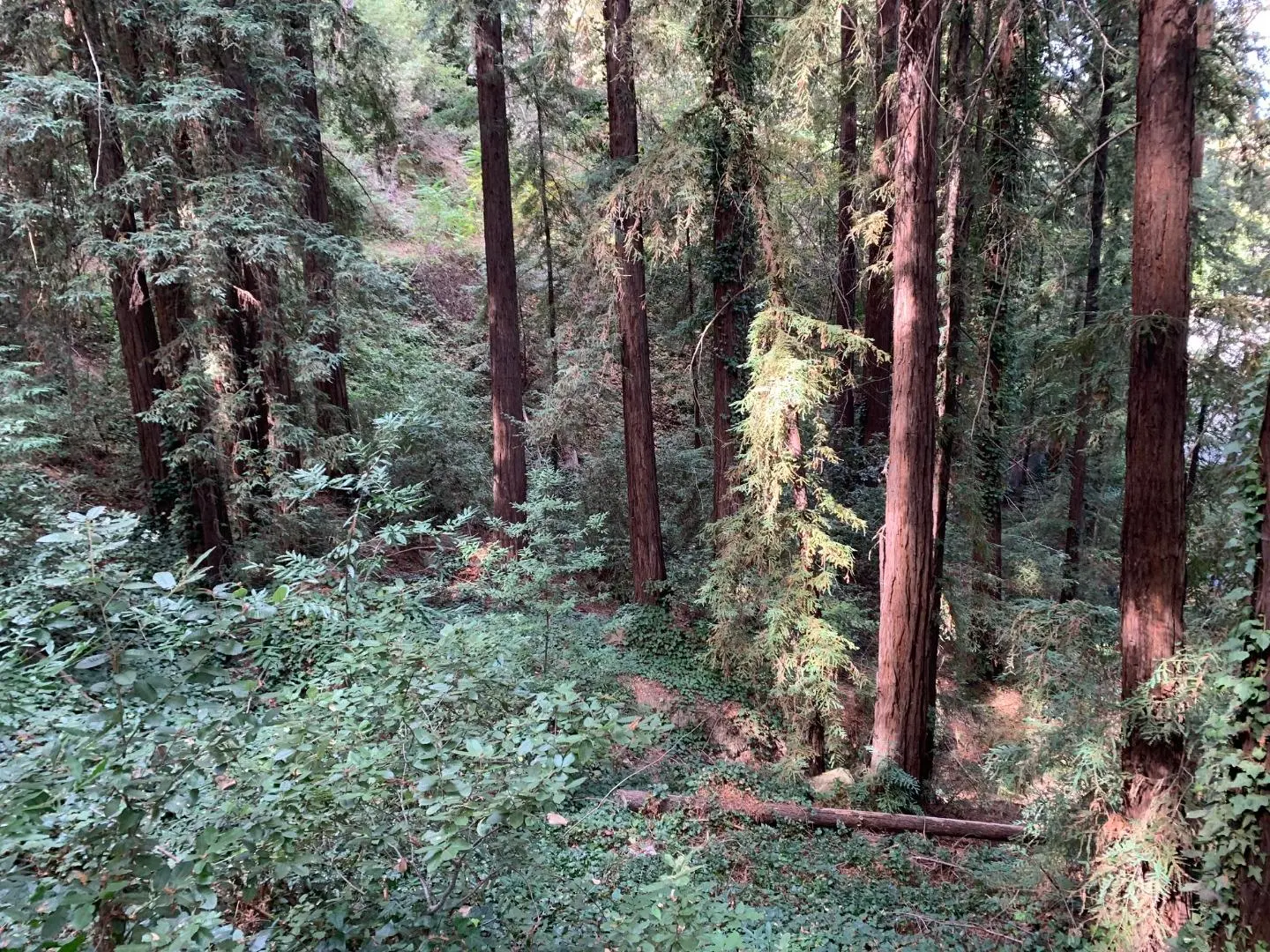 21745 Lindbergh Dr, LOS GATOS