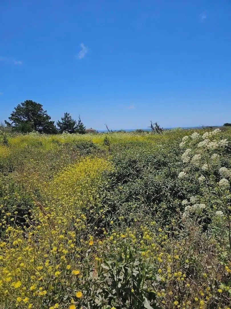 00 Vienna, HALF MOON BAY