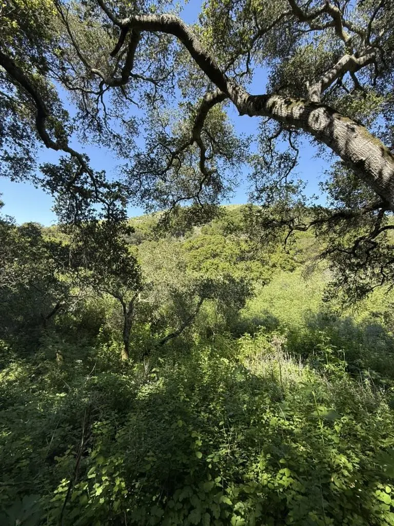 0 Bartlett Way, Belmont