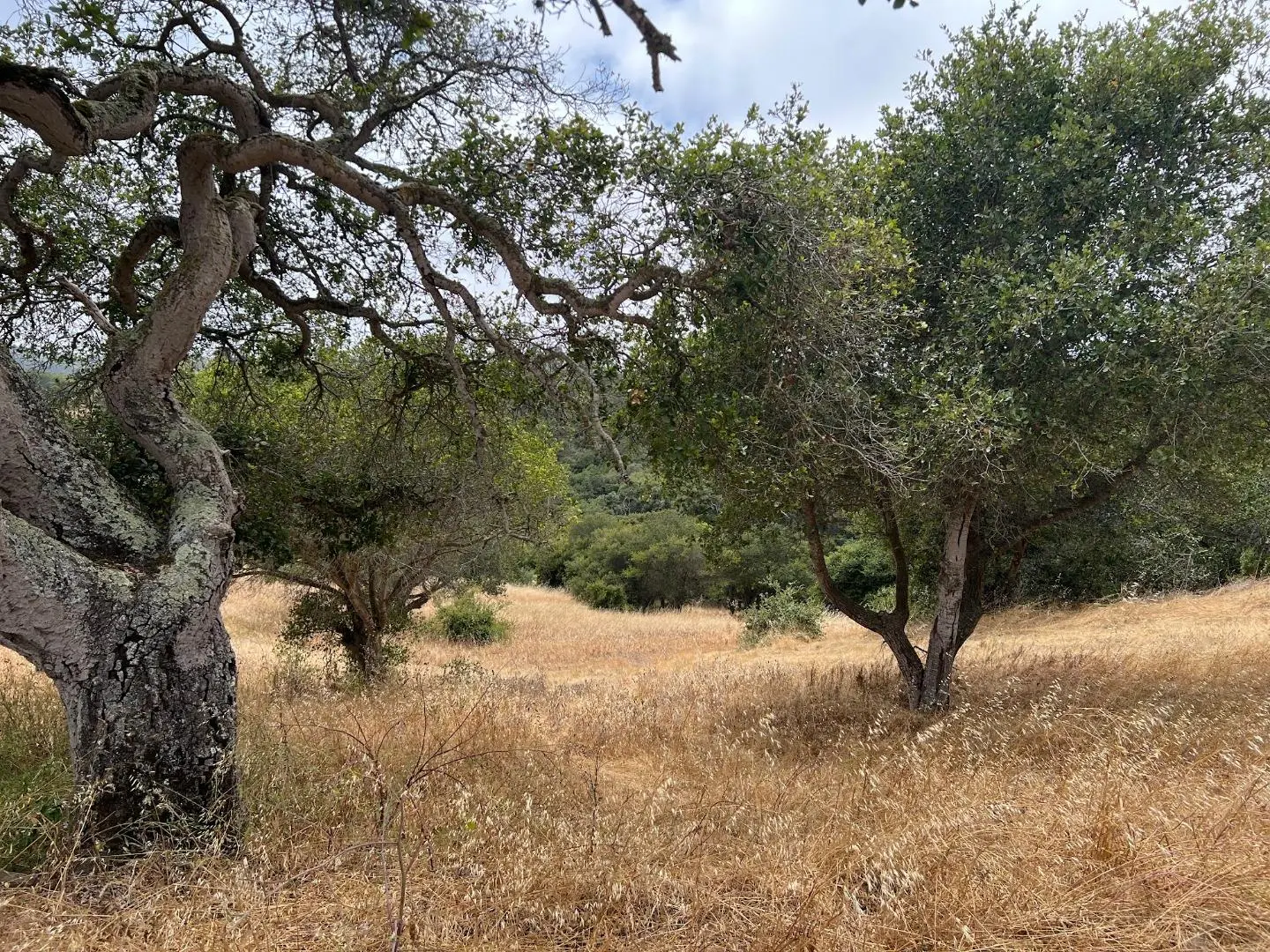 3230 Hillman Ln, ROYAL OAKS