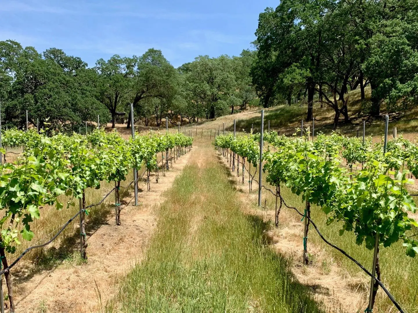 0 Hayes Ln, SAN MARTIN