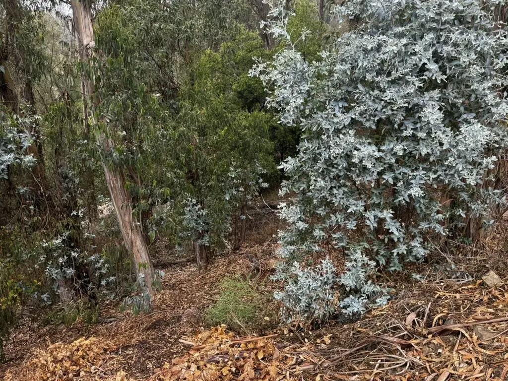 6595 Thornhill Dr, OAKLAND