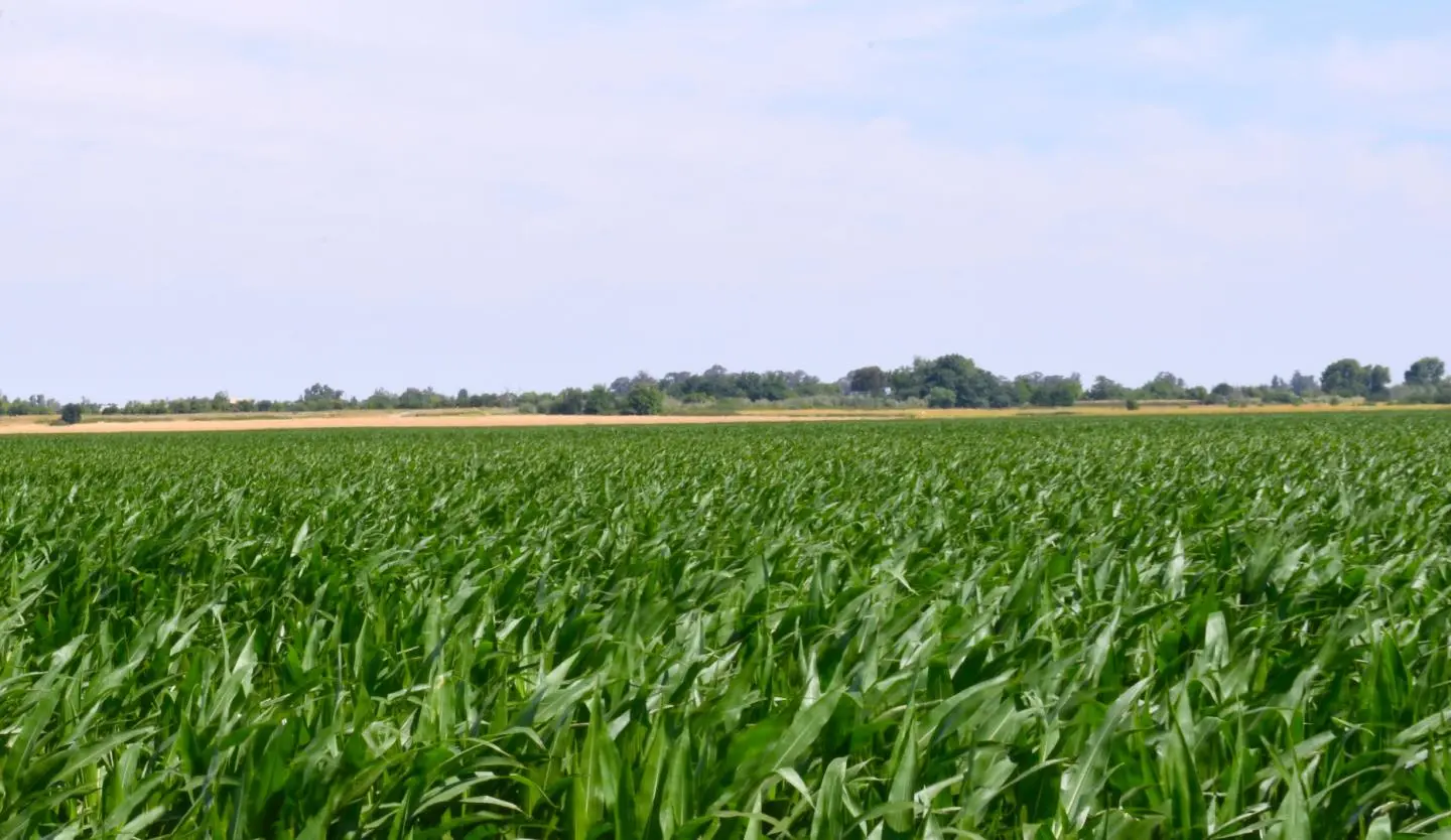 16071 Tyler Island Rd, Isleton