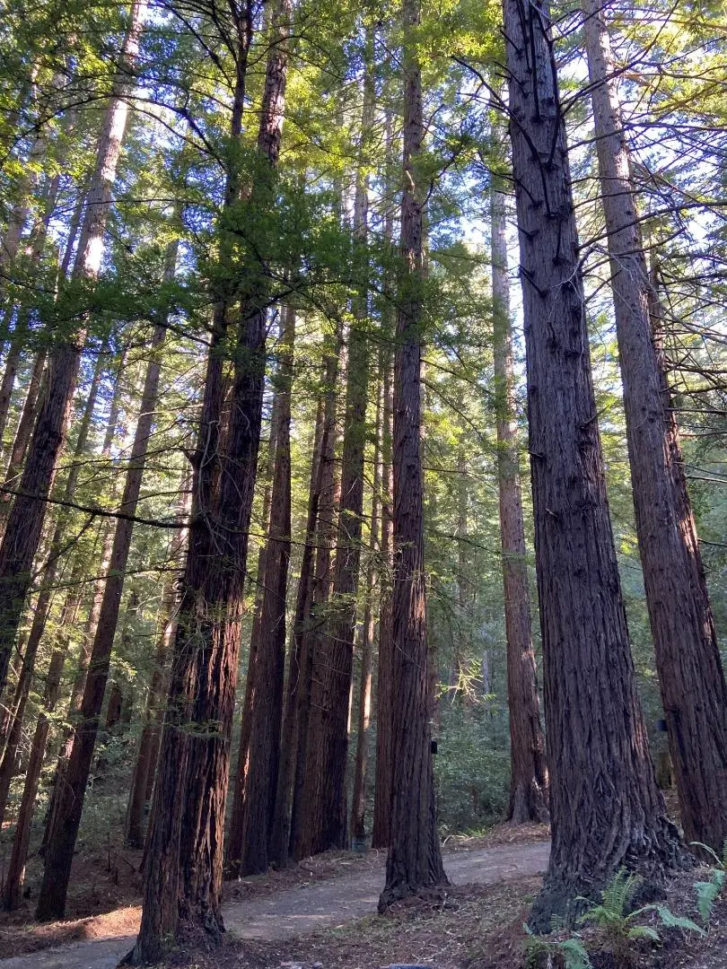 155 Native Sons Rd, WOODSIDE