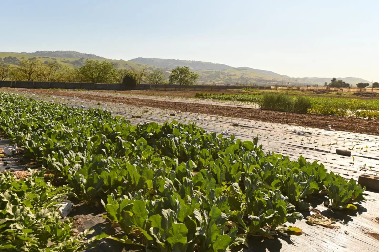 1600 Barrett Ave, MORGAN HILL