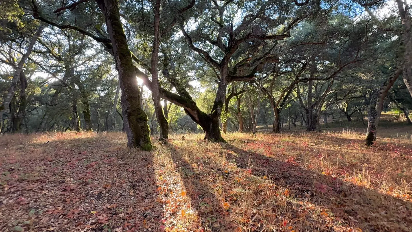 9 Garzas (lot 49) Trl, CARMEL