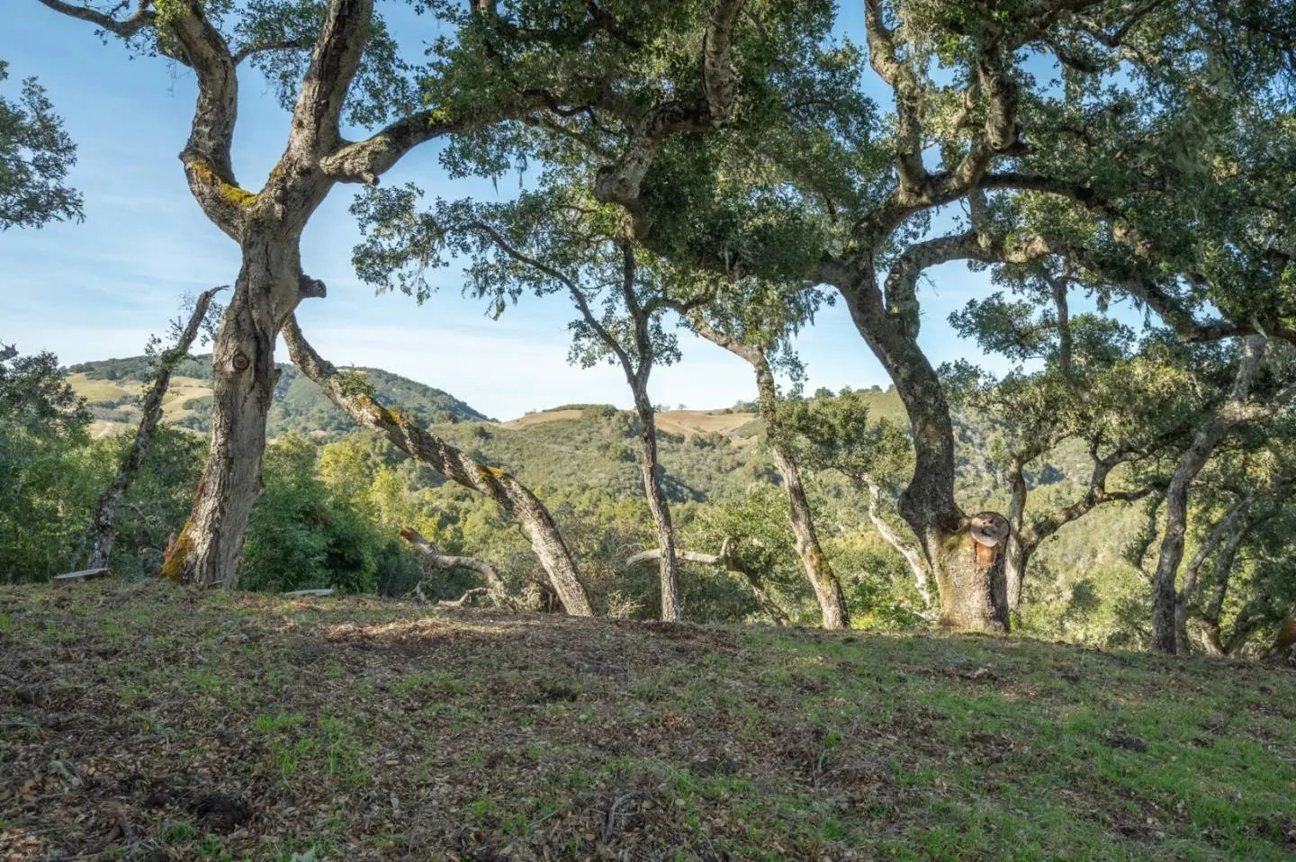 5 Vasquez (lot 170) Trl, CARMEL VALLEY