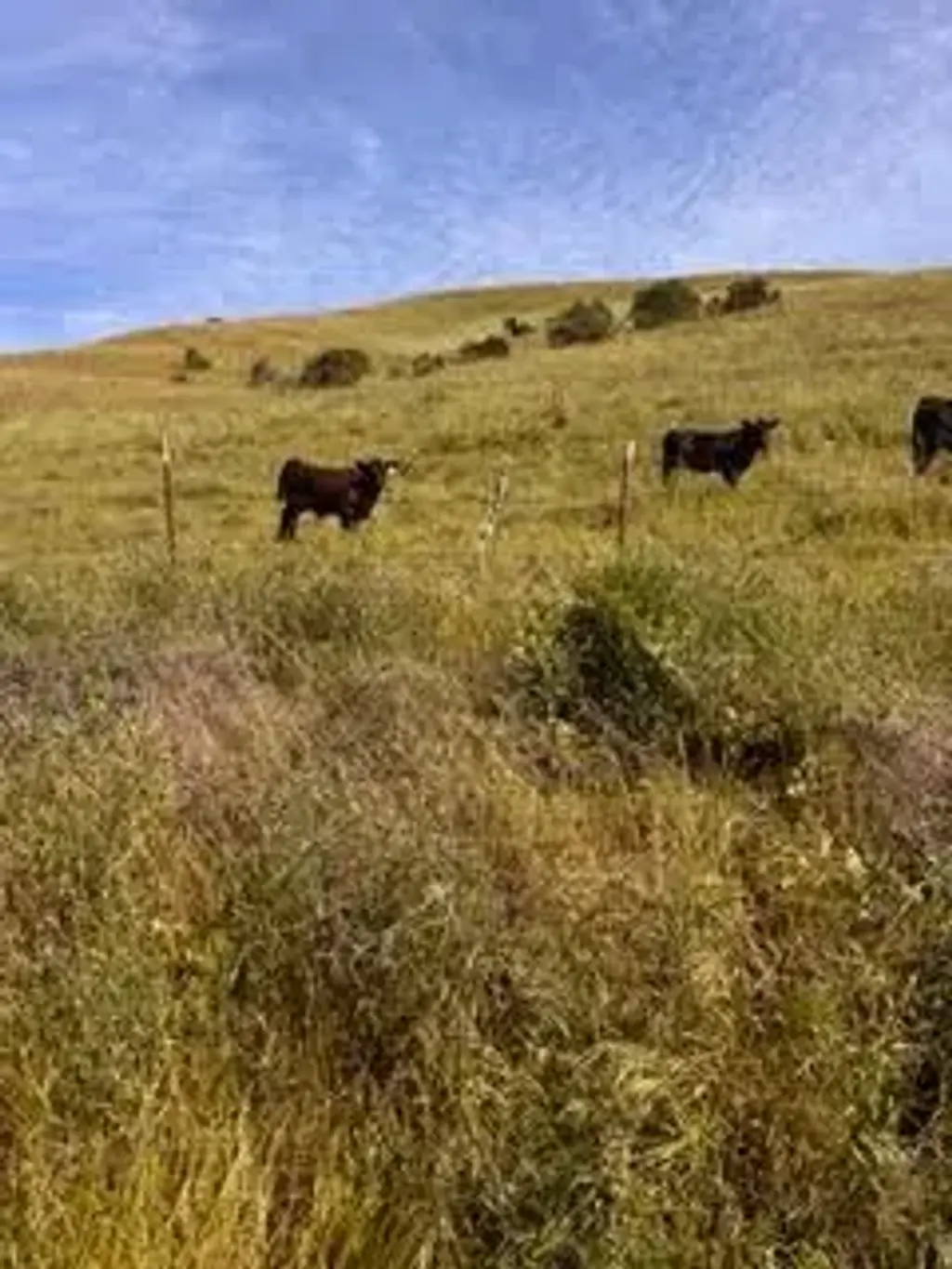 0-1 Little Merrill Rd, SAN JUAN BAUTISTA