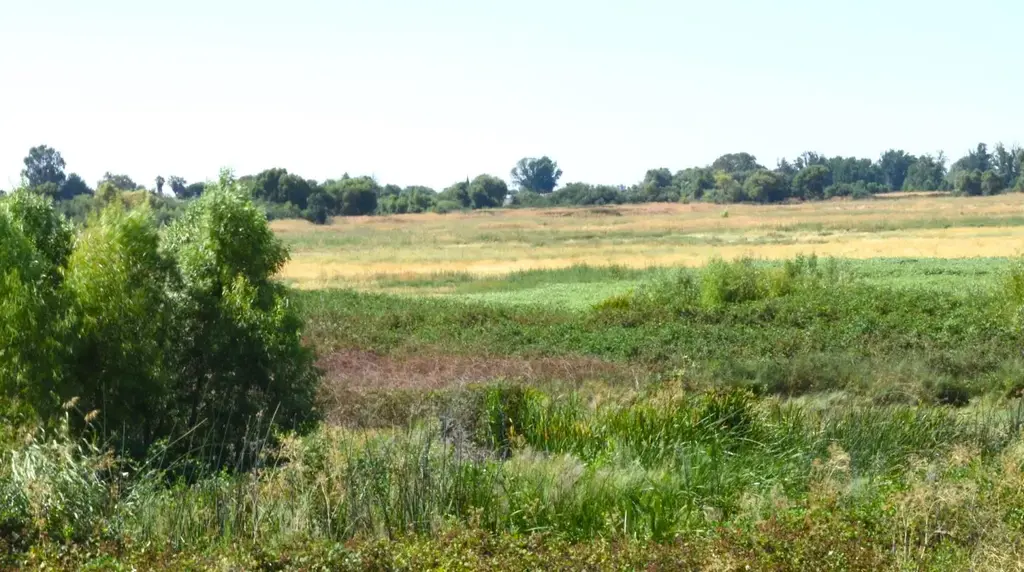 Holland Tract Rd, Knightsen