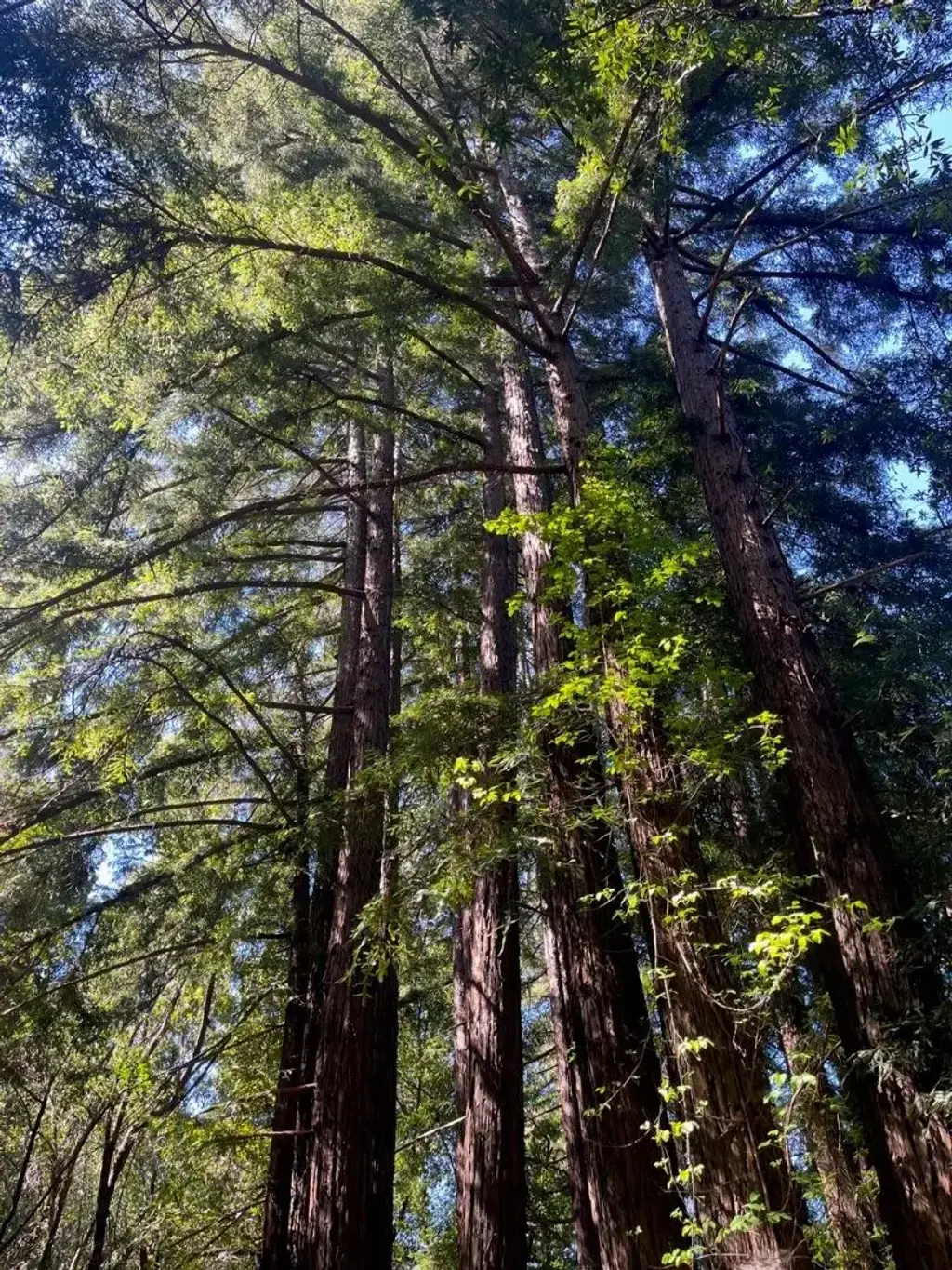 0 Sycamore Cyn Rd, BIG SUR