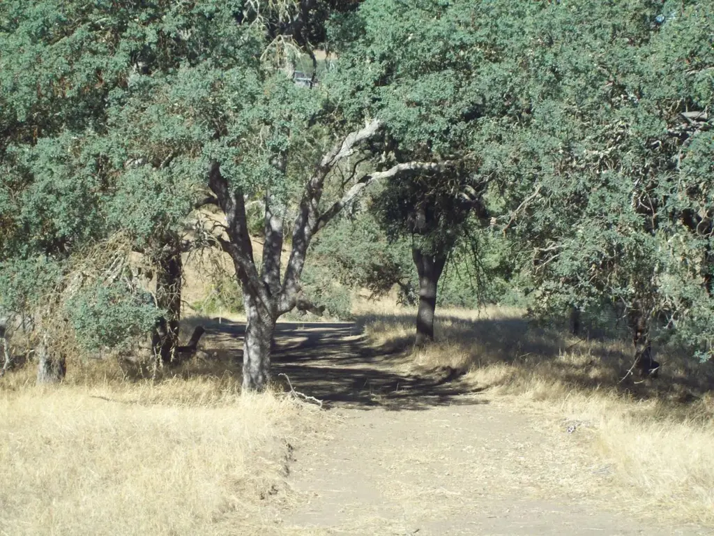 20077 Panoche, TRES PINOS
