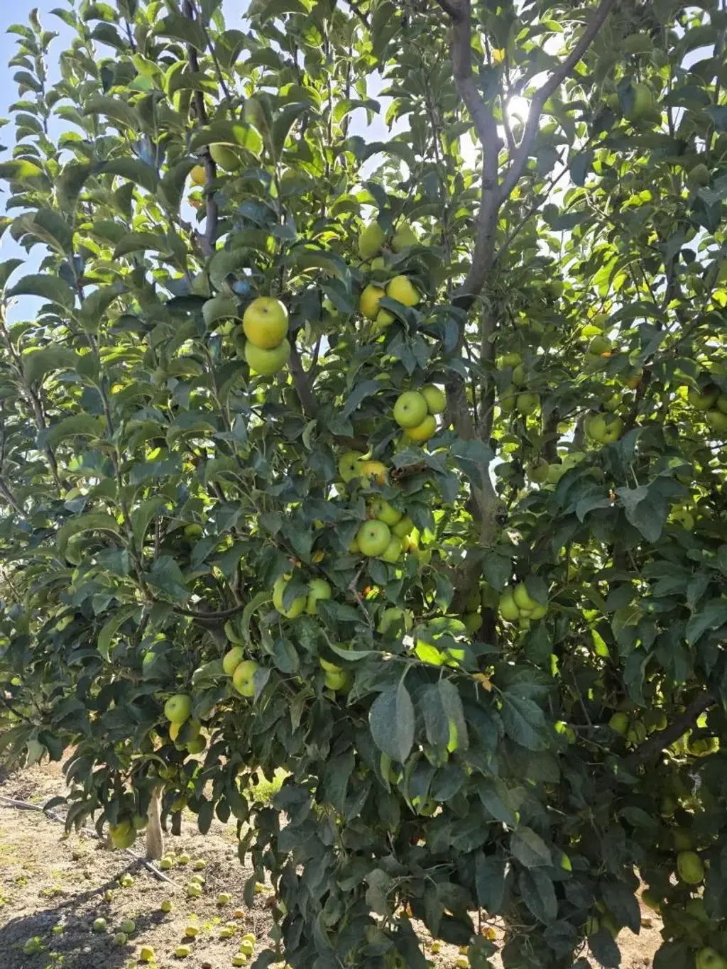 0 Olympia Ave, SAN JUAN BAUTISTA