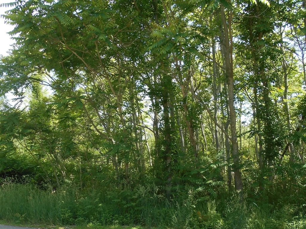 21 Papermill Road, Wareham