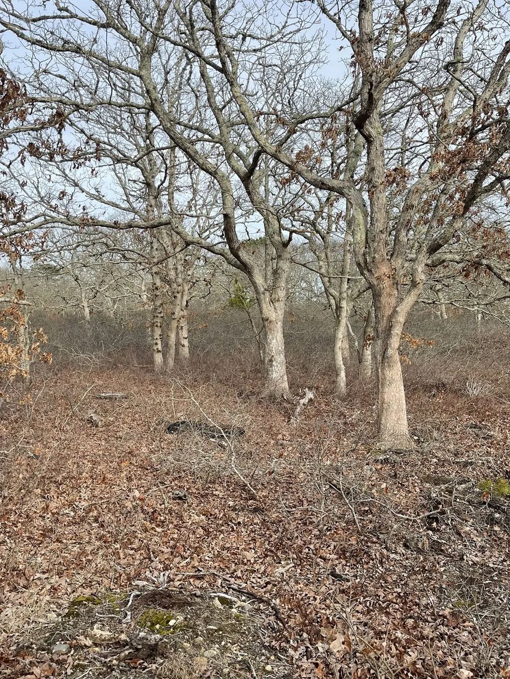 22 Bramble Path, West Tisbury