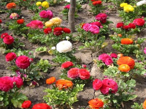 1235 Hathaway Drive, Sycamore