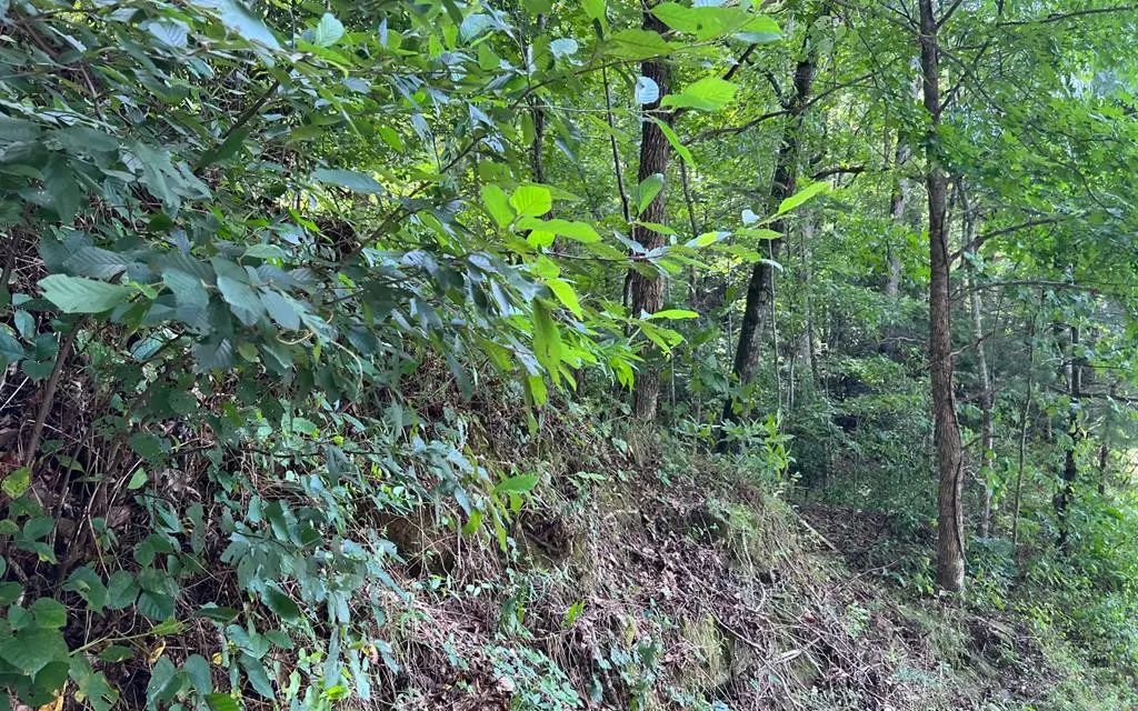 Lot 77 Fires Creek Cove, Hayesville