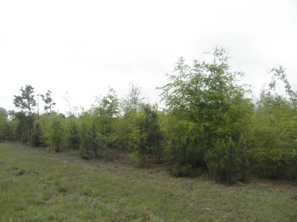 00 Highway 23, Waynesboro