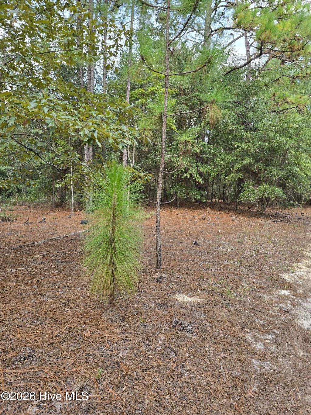 317 R J Johnson Road, Allendale