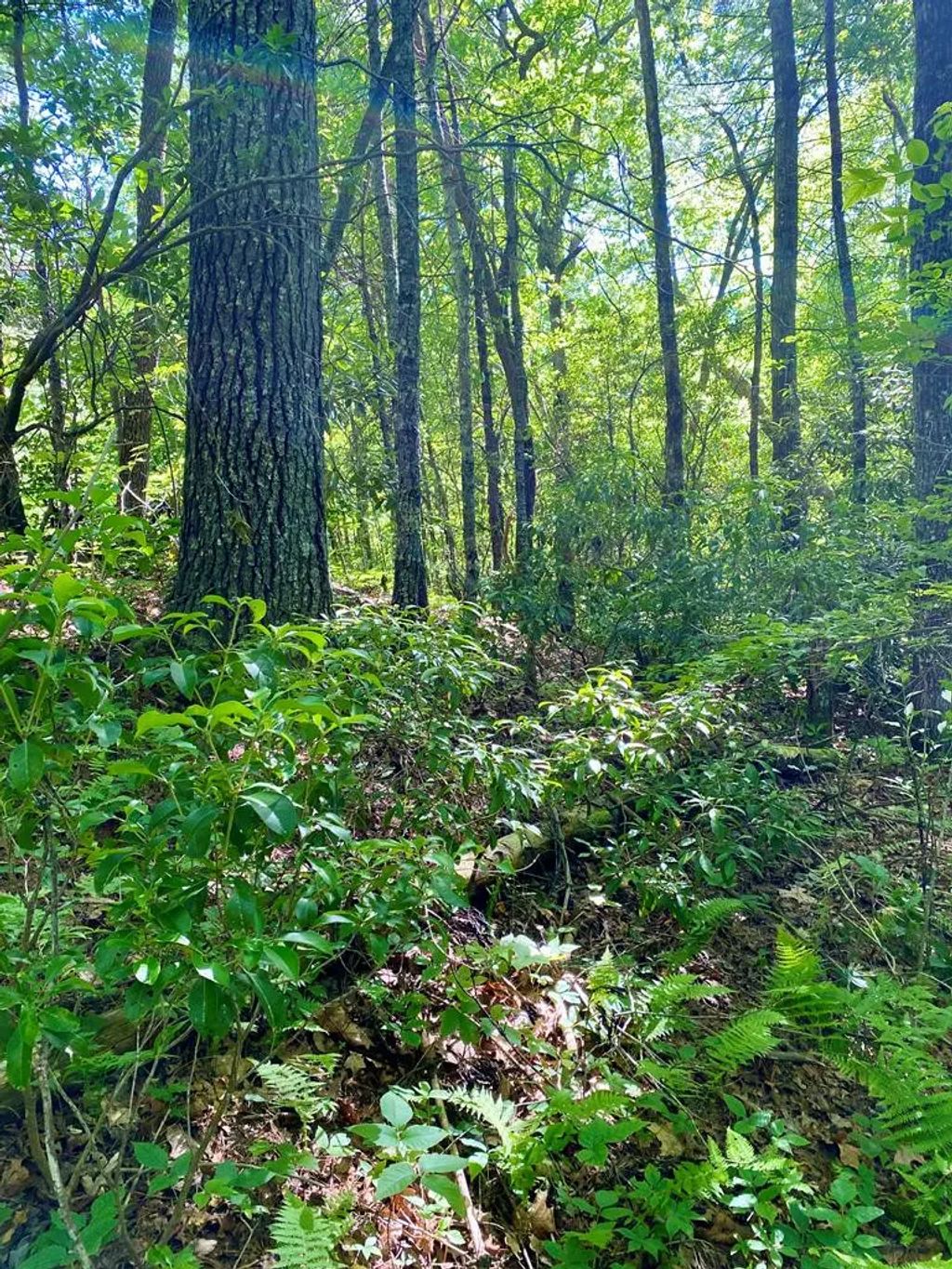 00 Deer Run, Robbinsville