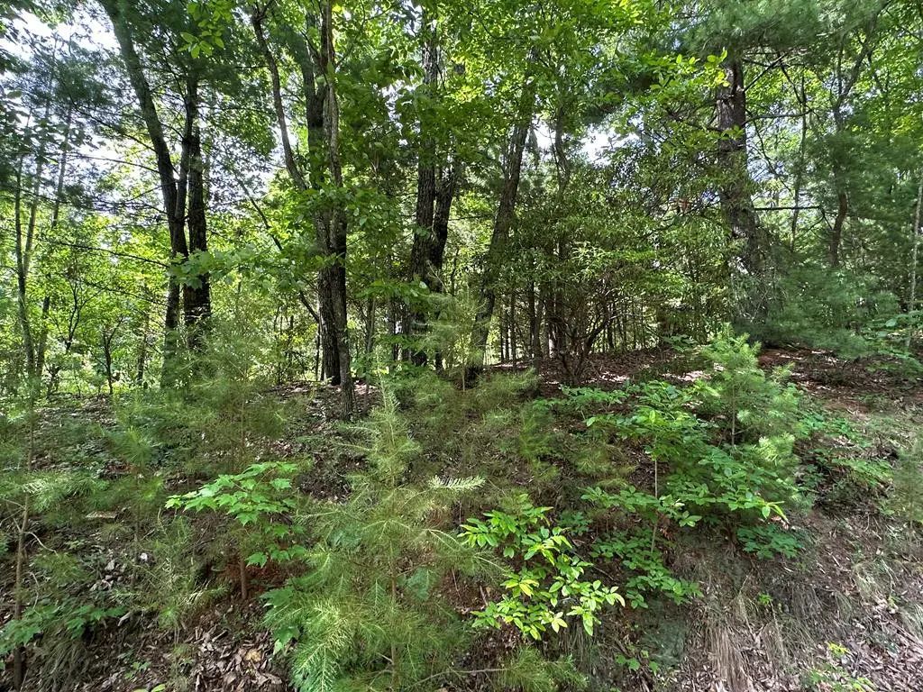 Lot 31 Peak Trail, Hot House