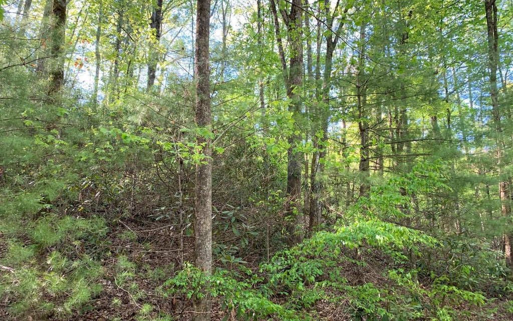 L 44 Fires Creek Cove Road, Hayesville NC Hayesville Lots/Land Homes
