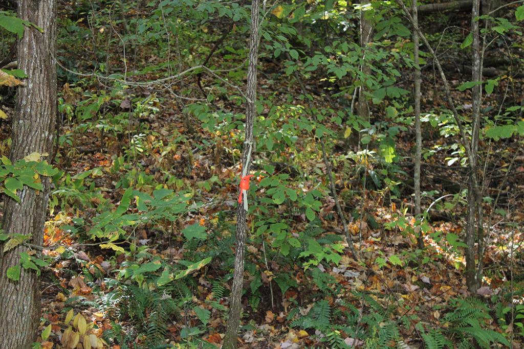 Lots 8,9 Shadow Woods Trail, Hayesville NC Hayesville Homes For Sale