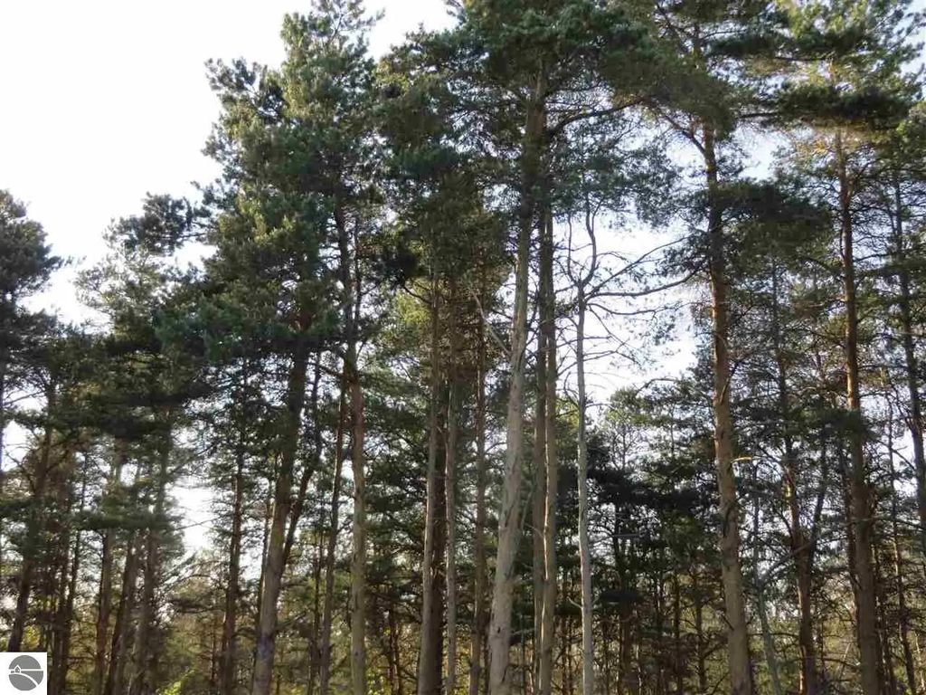 A Spruce Hollow Trace, Fife Lake