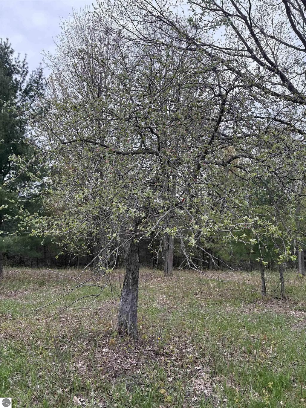 Shanty Creek Road, Bellaire