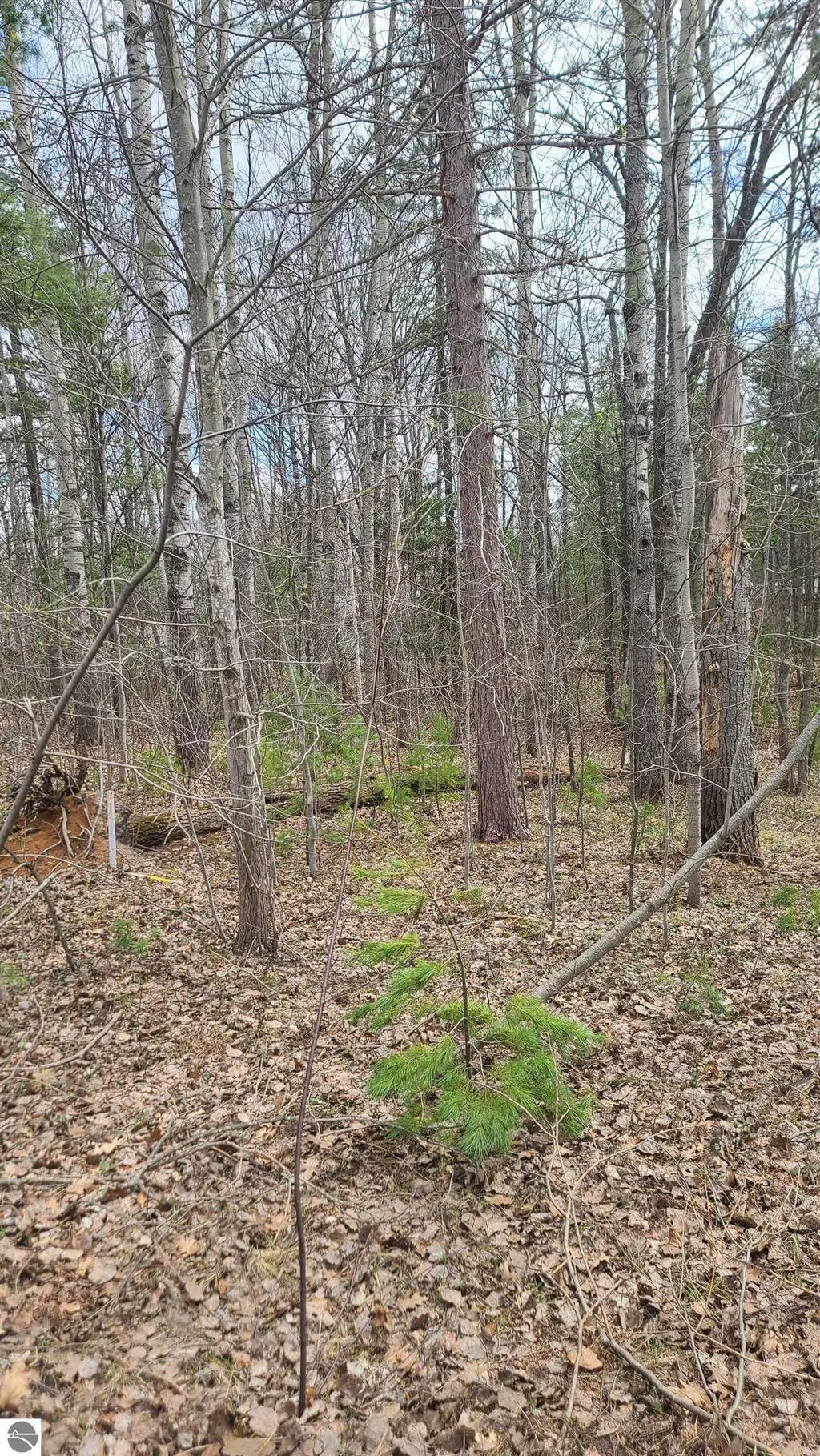 Laura Lane, Kalkaska